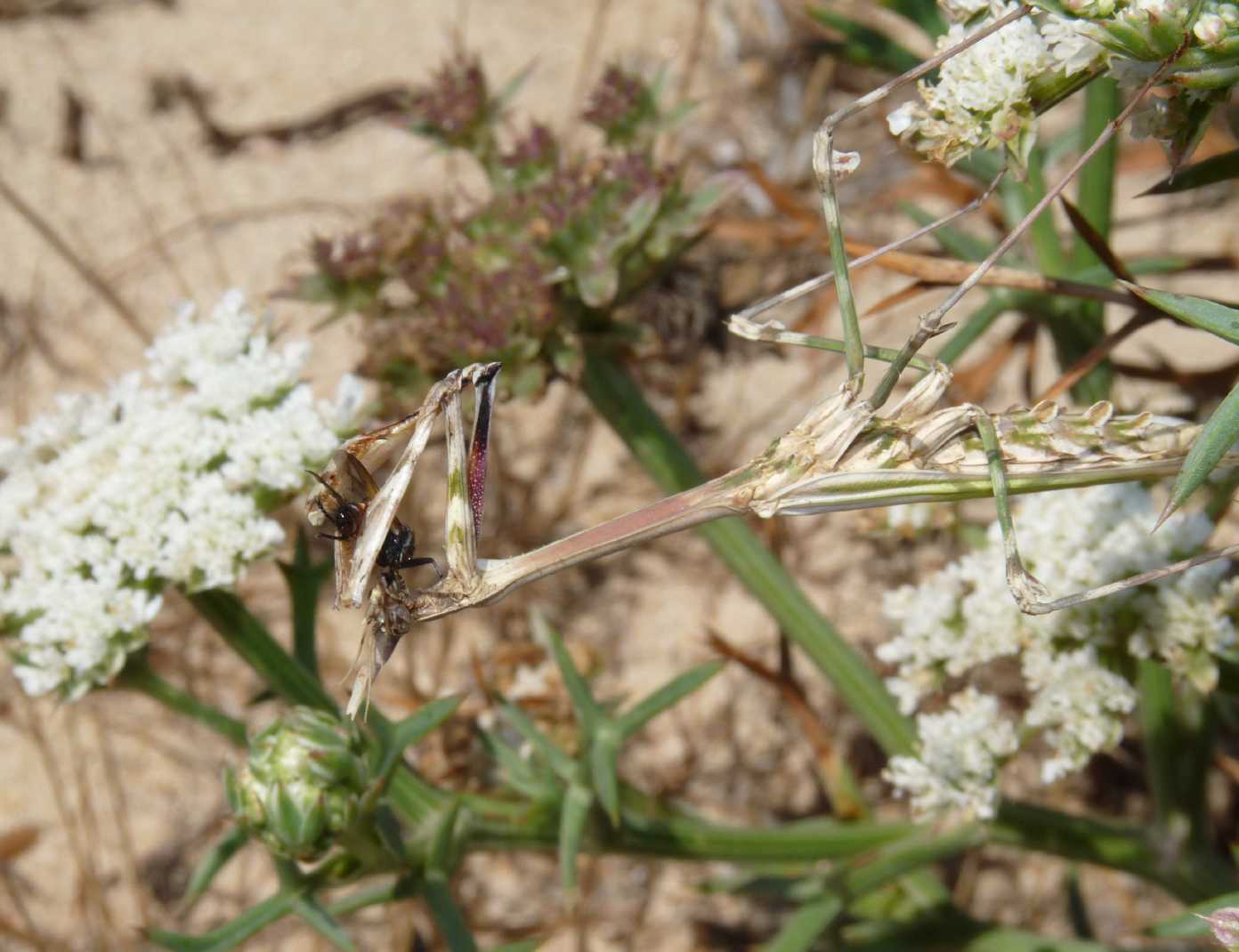 Empusa pennata con preda